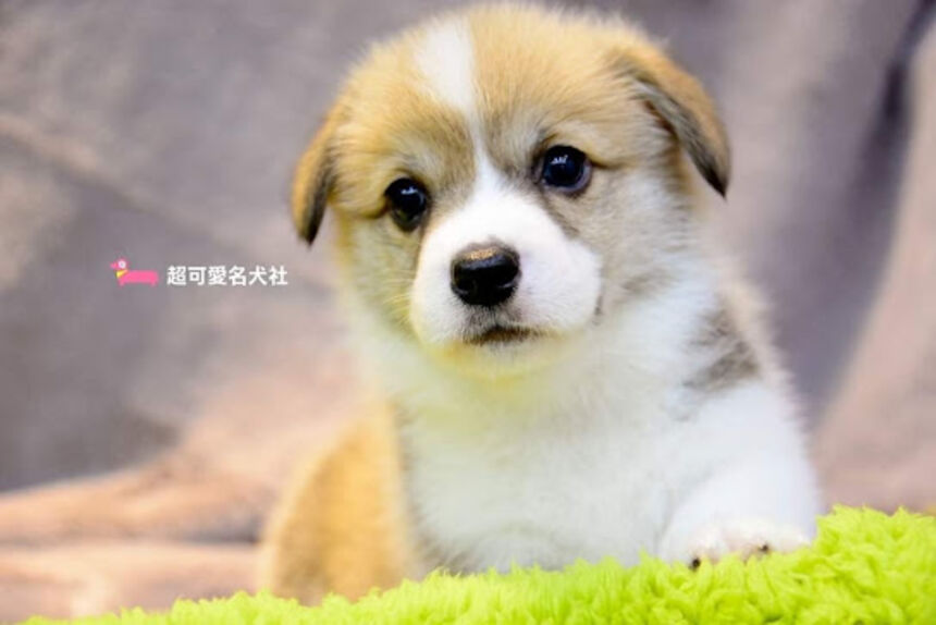 超可愛名犬社