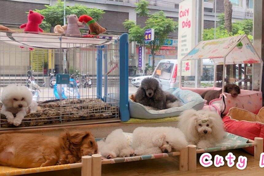 Cuty dog 寵物店