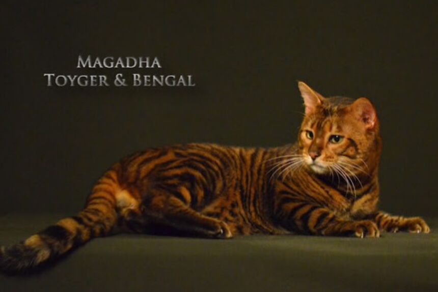 Magadha Toyger 玩具虎貓