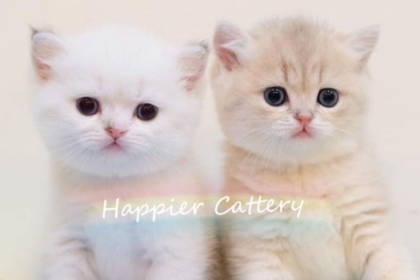 嘿皮爾貓舍 Happier Cattery（英短專業繁育）